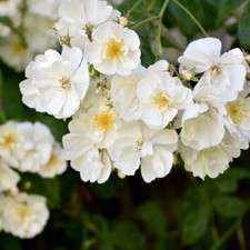 T&M Rambling Rose Plant Bobbie