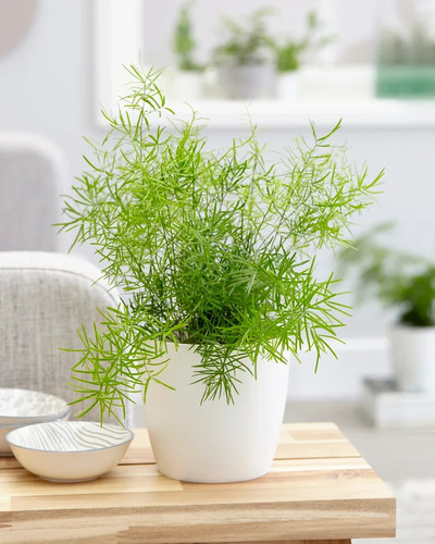 Asparagus densiflorus