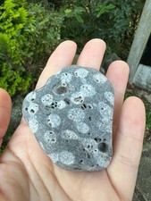 Handpicked Fossil Hag Stone