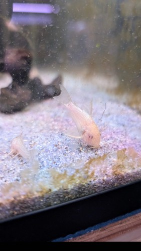 Albino sterbai corydoras - albino,