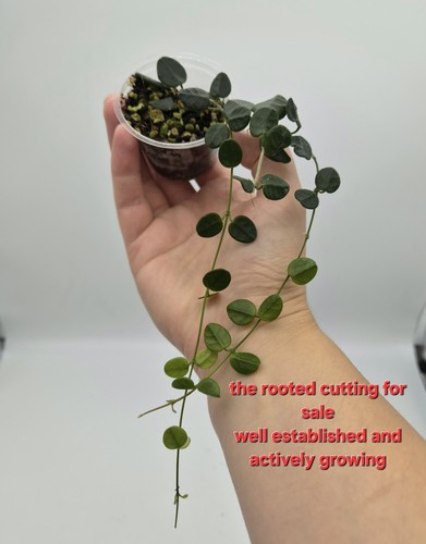 Rare hoya tengchongensis - rare,