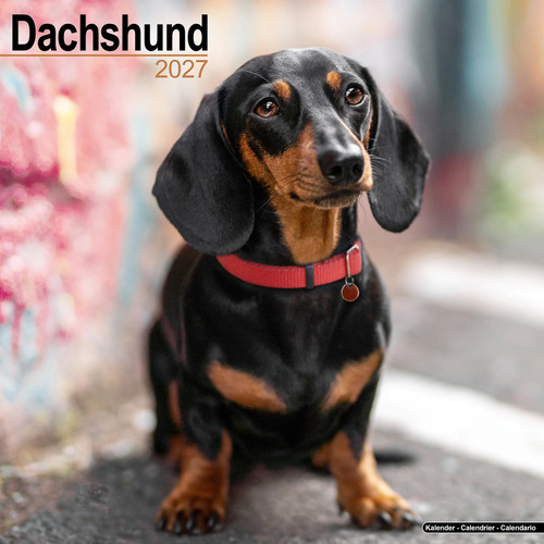 Dachshund 2027 calendar dog - calendar, |