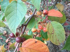 Malus yunnanensis, Yunnan Crabapple, hardy tree, wildlife food, 20-30cm