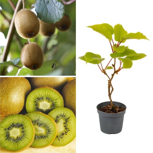 Self fertile kiwi fruit - self-fertile,
