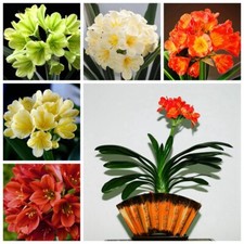 1 Pack 5Pcs Clivia Seeds