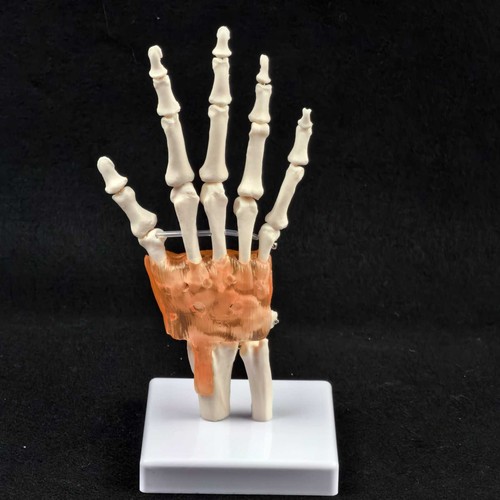 Life size hand - hand, joint