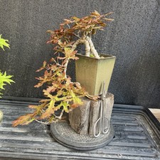 Cascade Oak Bonsai Tree
