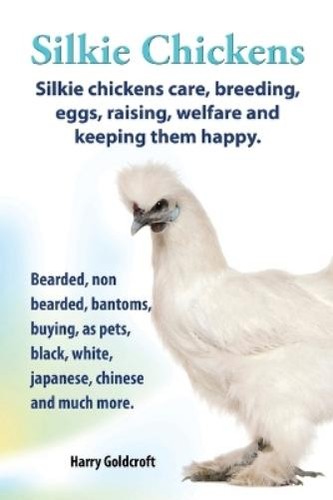 Harry goldcroft silkie - harry,