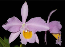 Cattleya eldorado concolor x