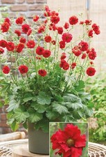 Geum 'Firestarter' Perennial