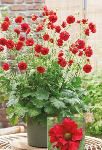 Geum firestarter perennial - geum,