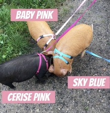 Mini Pig/Micro Pig A Style