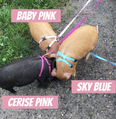 Mini pig micro - pig/micro, style