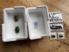 Entomology - assorted beetles