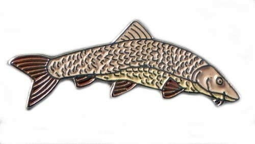 Barbel fish angling fisherman - fish,