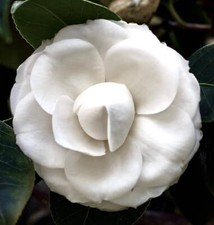 Camelia japonica cultivar