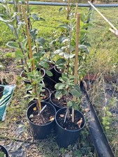 Bramley Apple Tree MM106 Bare Root 40cm