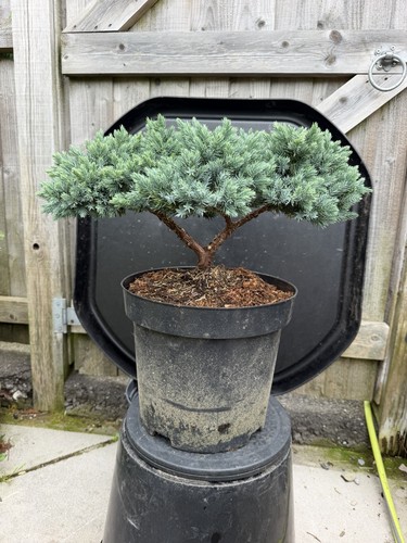 Juniper bonsai tree - tree,