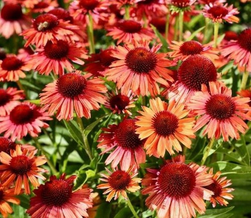 Echinacea purpurea meditation - echinacea, 'meditation