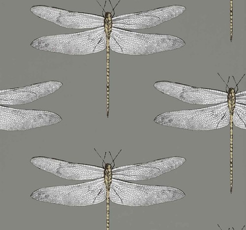 Harlequin palmetto demoiselle - harlequin,