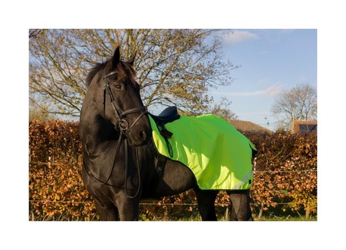 Cameo equine viz - viz, exercise