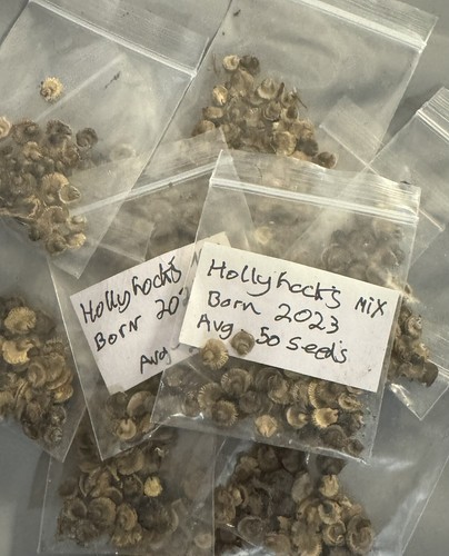 Hollyhock flower seeds uk - hollyhock,