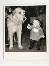 Toddler Neil Sugden Irish Wolfhound Thelbern O'Malley Crufts Dog Show 1973 Photo