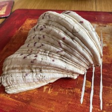 Clam shell seashell natural - seashell,