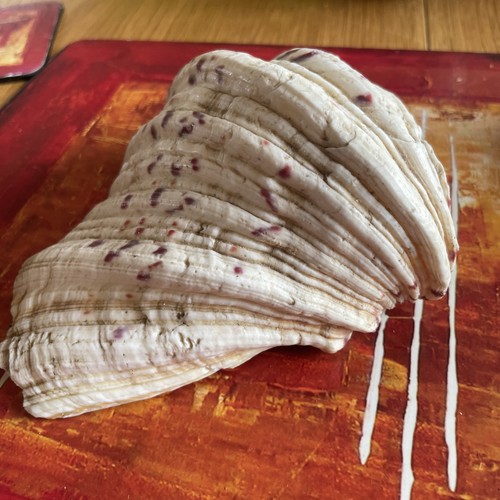 Clam shell seashell natural - clam,