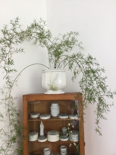 Royal winton pottery - winton,