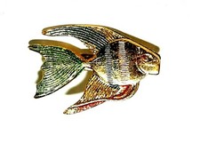 Rare golden tropical angel - rare,