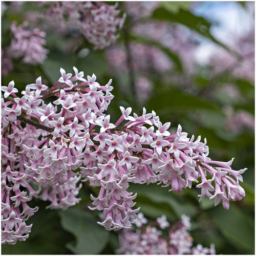 Syringa josikaea hungarian - syringa,