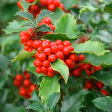 Holly Evergreen Garden Bush or Hedging Plants 1,10, 25, 50 or 100 x 9cm Pots T&M