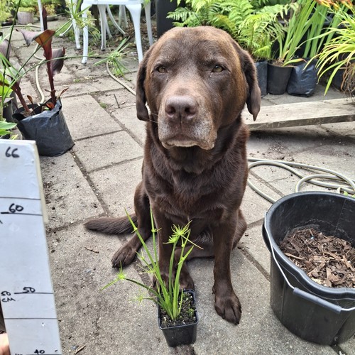 Cyperus papyrus nanus haspan - papyrus, nanus/haspan