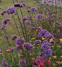 Verbena Bonariensis 5 X Plugs/