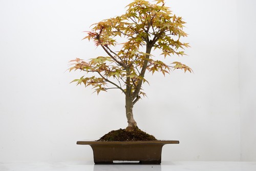Deshojo japanese maple bonsai - japanese,
