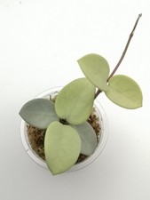 Hoya Mathilde 'Grey Fairy'