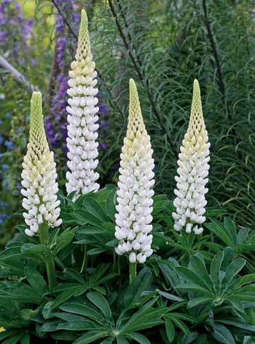 Lupin white perennial - lupin,