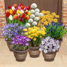 Spring Flowering Bulbs, Complete 300 Pack Collection, Mixed Colours, Easy Grow