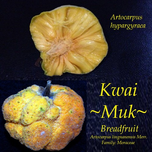 Kwai muk artocarpus - ~kwai,