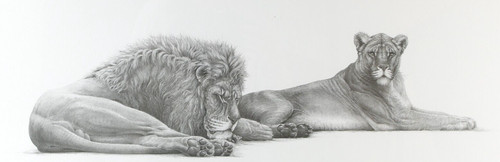 Gary hodges savannah lion - 'savannah,, &