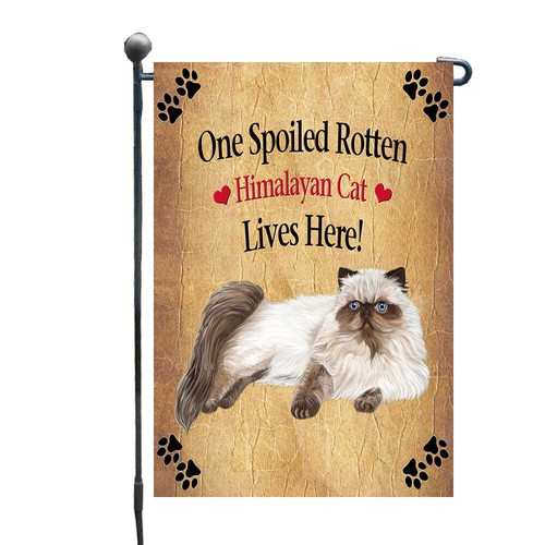 Spoiled rotten himalayan - himalayan, cat