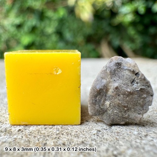 Genuine fossil crab fragment - ,