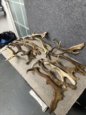 Mixed Fallow Antler Dog Chew