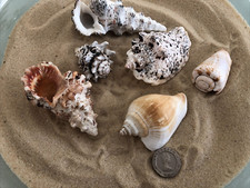 6 Conch Sea Shells fan curly large 5-9cm Air Plant natural beach aquarium crafts