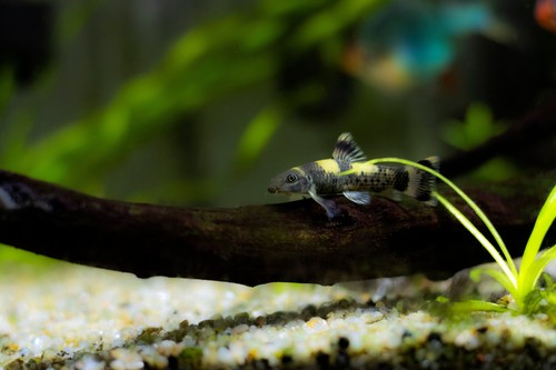 Panda garra freshwater - panda,