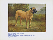 ENGLISH MASTIFF NAMED DOG RARE ANTIQUE 1907 DOG ART PRINT