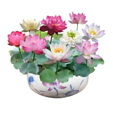 20 Seeds Lotus Mix Flower Seed