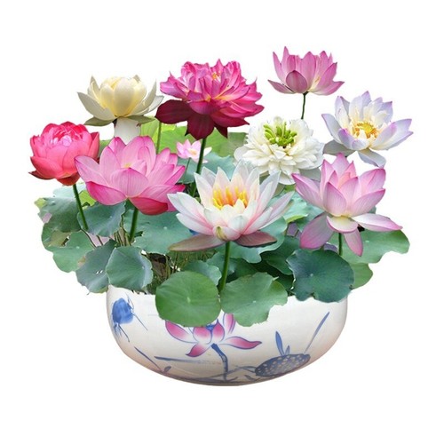 Seeds lotus mix flower seed - lotus,