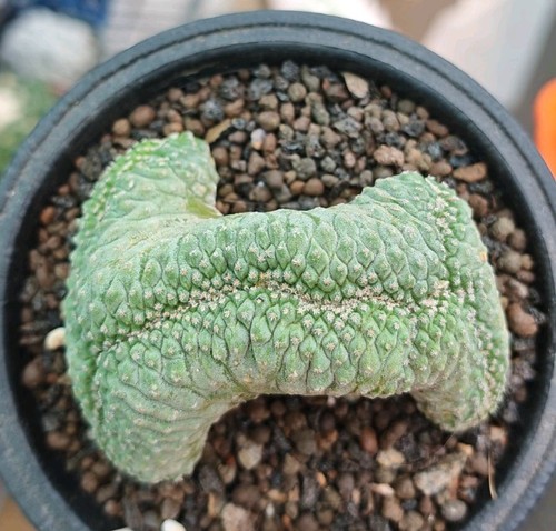 Strombocactus disciformis - strombocactus,